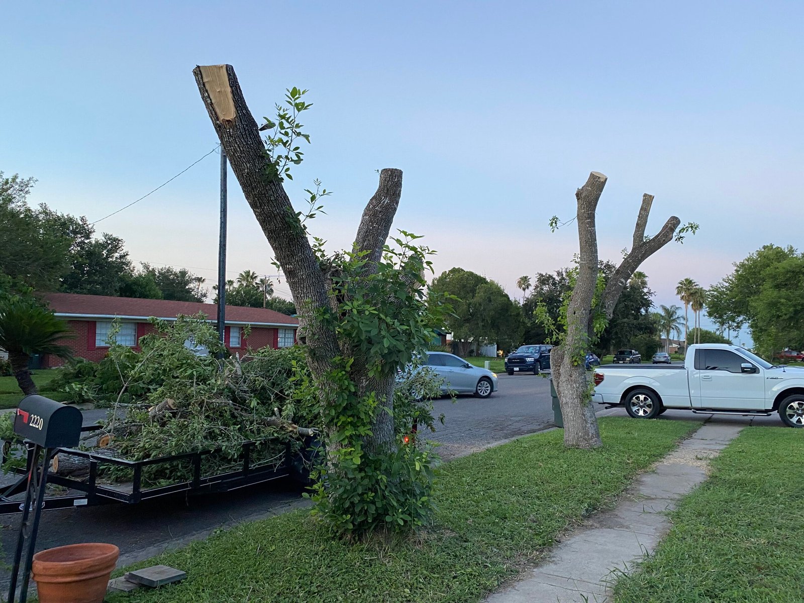 Tree Service