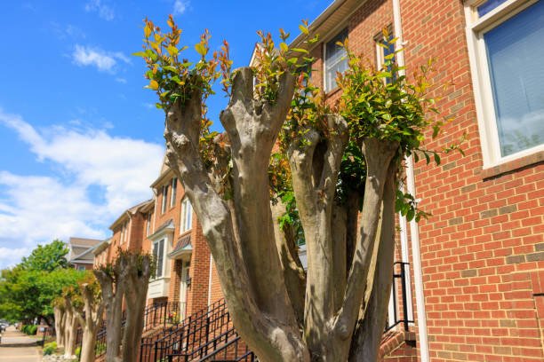 Tree pruning