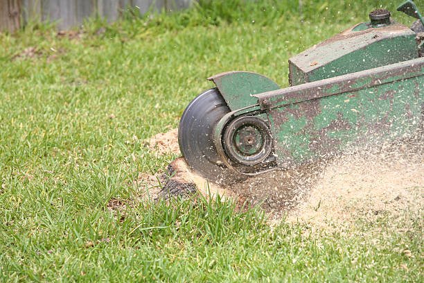 Tree stump grinding