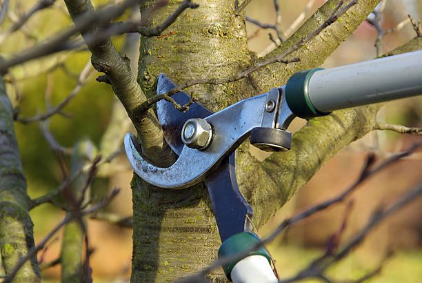 Tree pruning